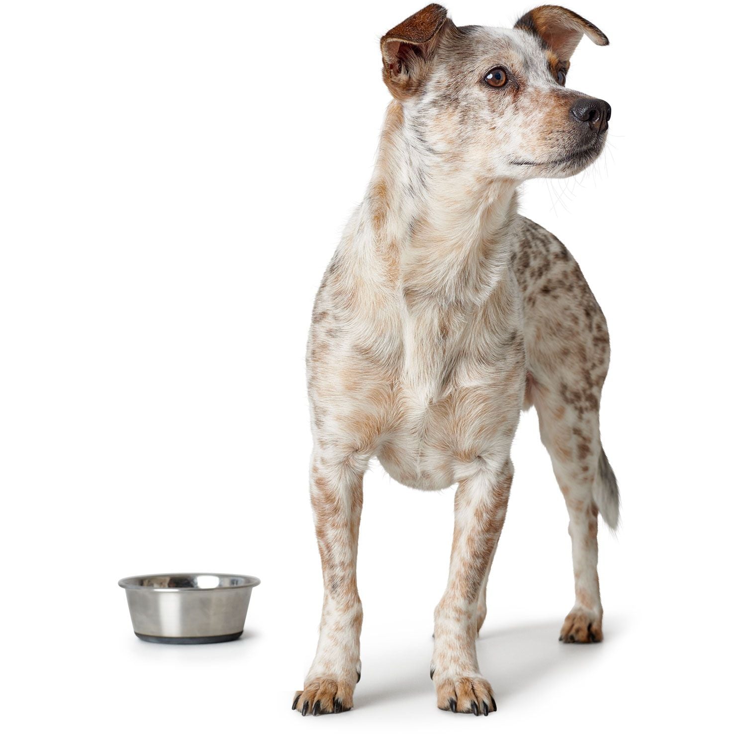 Bol en acier Inoxydable par hunter 550ml pour chien