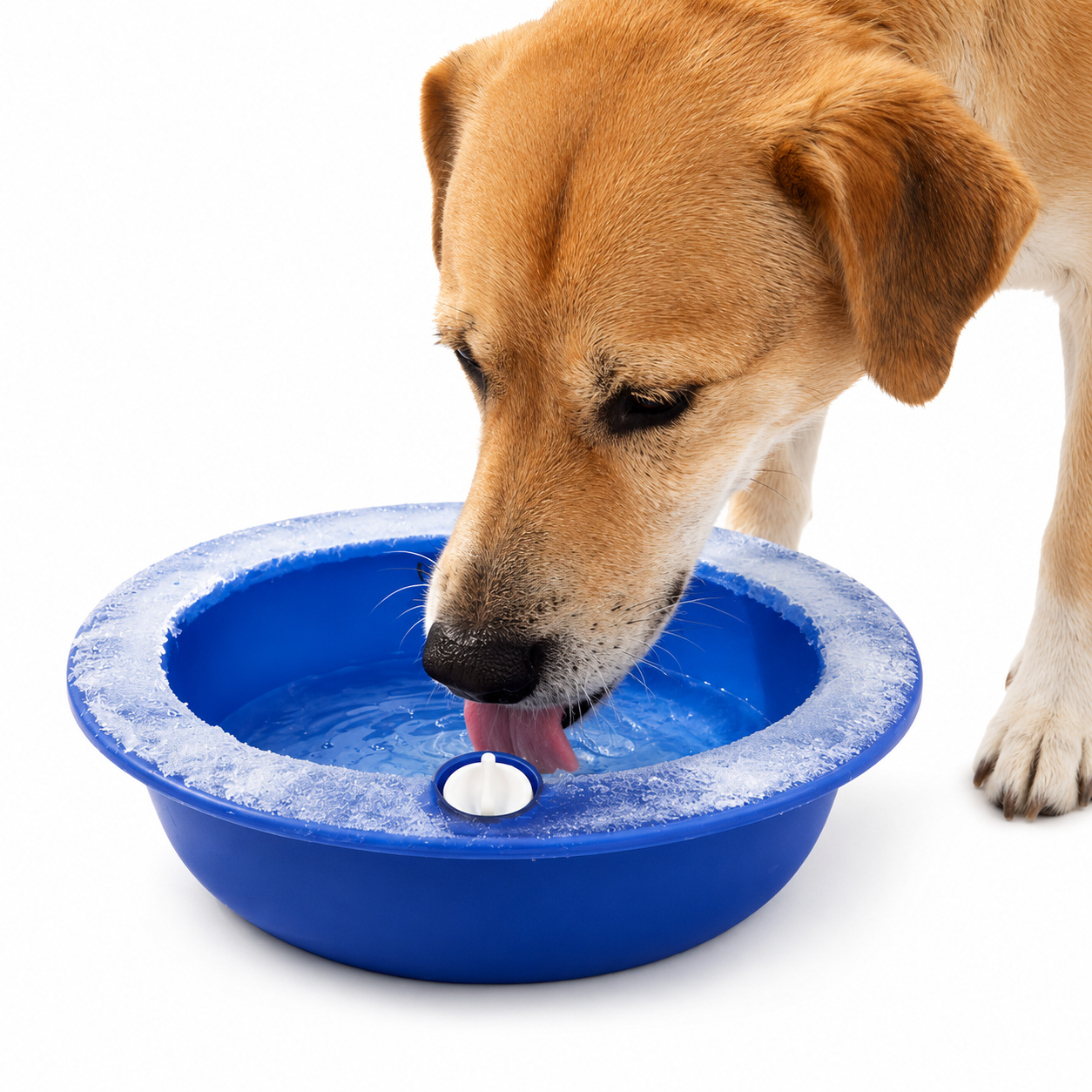 Gamelle Rafraîchissante pour Chien et Chat – Abreuvoir Réfrigérant Réutilisable