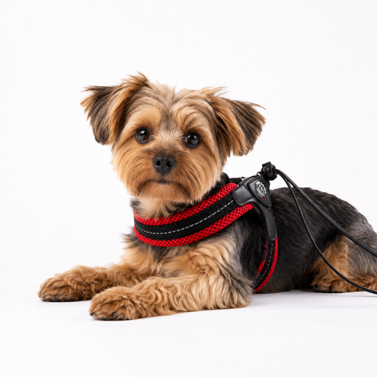 Harnais Réglable pour Chat, Chiot et Chien