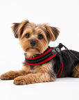 Harnais Réglable pour Chat, Chiot et Chien