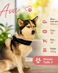 Harnais pour chien Léger et Réspirant Tre Ponti Mesh Noir lifestyle