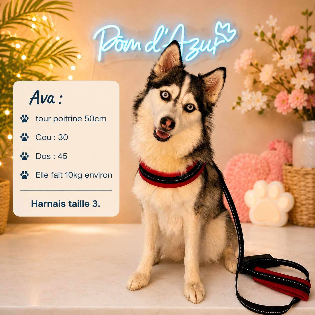 Harnais pour chien Léger et Réspirant Tre Ponti Mesh Rouge Lifestyle