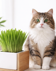Herbe à Chat Graines Bio 80g profile