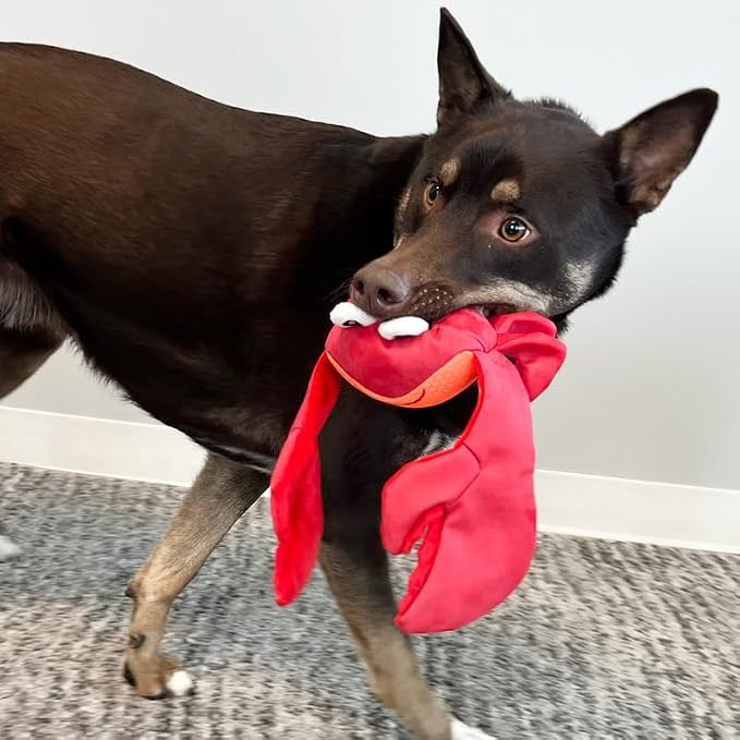Jouet pour chien Kong Shimmy Crabe avec Couineur l