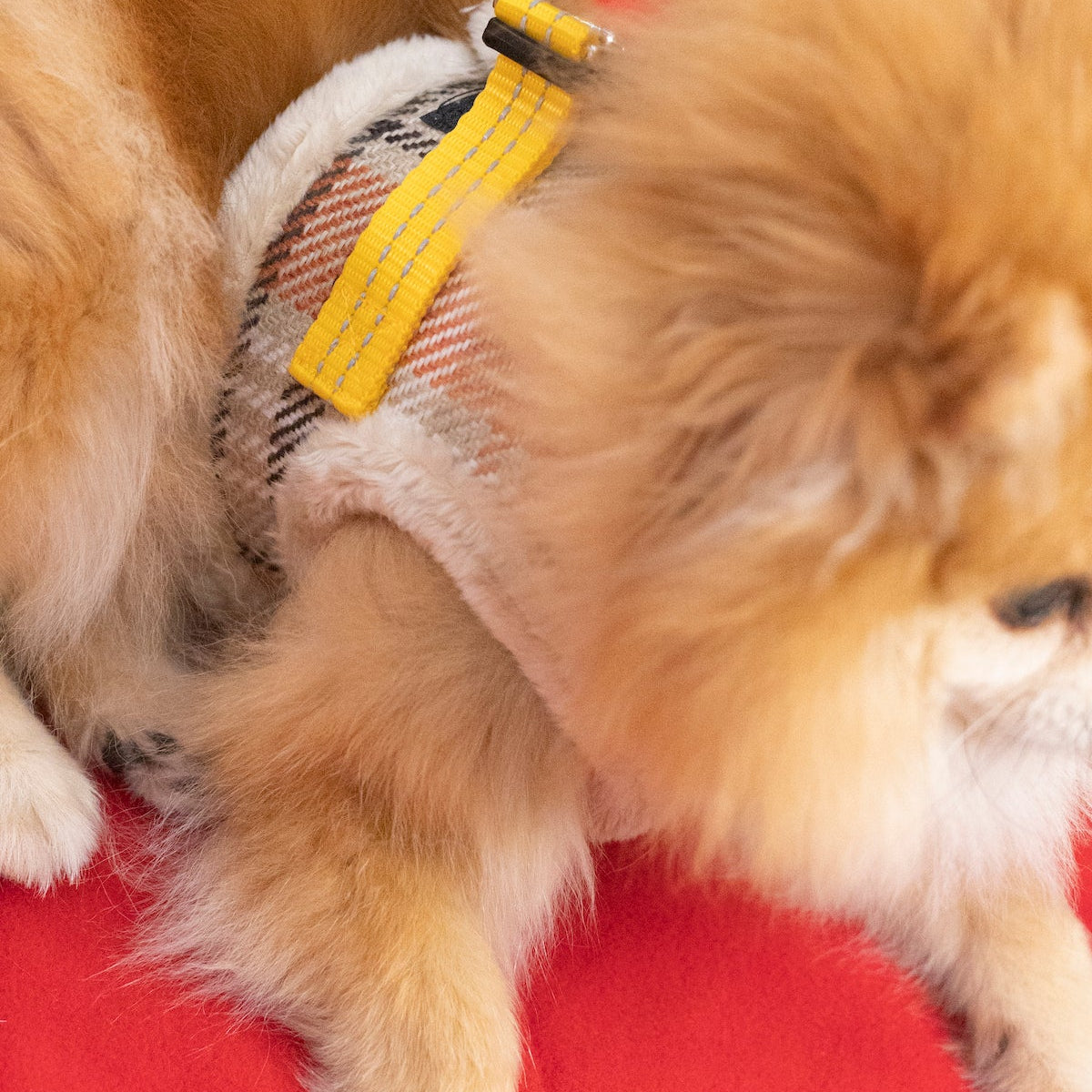 Manteau Harnais pour Chien YETI Automne par Pom d'Azur lifestyle 2