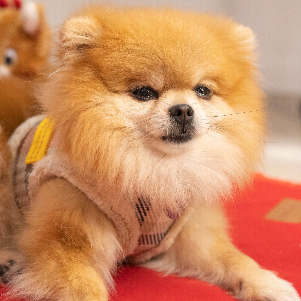 Manteau Harnais pour Chien YETI Automne par Pom d'Azur lifestye 3