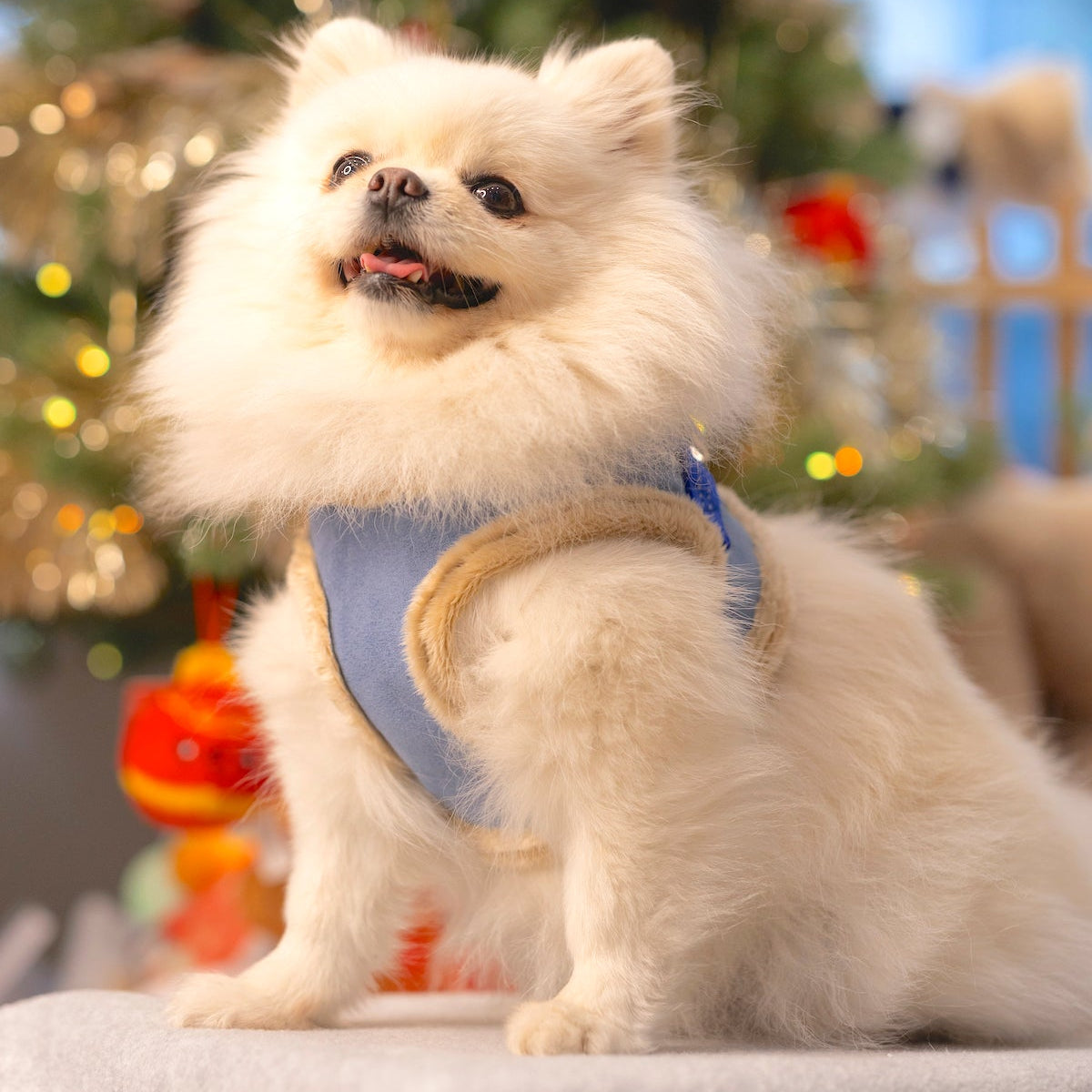 Manteau Harnais pour Chien YETI Bleu par Pom d'Azur front 4