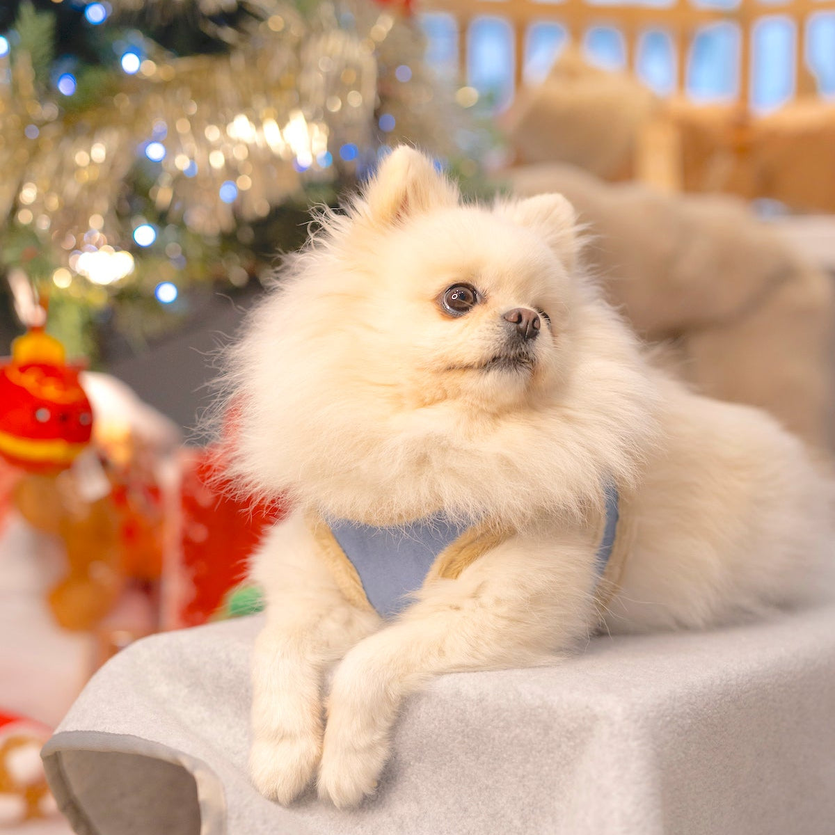 Manteau Harnais pour Chien YETI Bleu par Pom d'Azur front