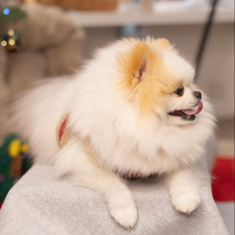 Manteau Harnais pour Chien YETI Rouge par Pom d'Azur Noel 2