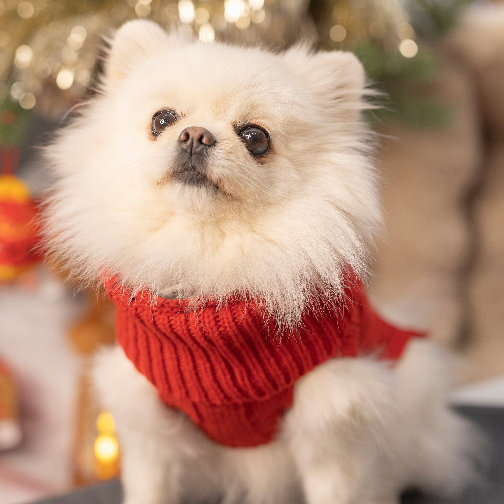 Pull Pour Chien ASPEN Rouge par Bowl & Bone lifestyle
