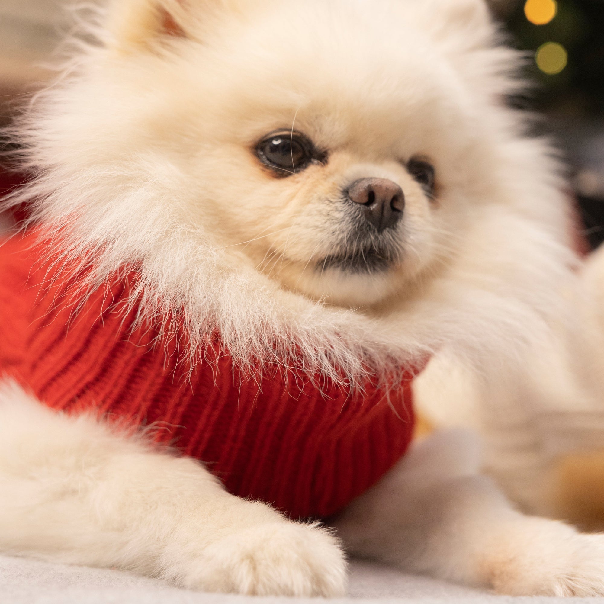 Pull Pour Chien ASPEN Rouge par Bowl & Bone lifestyle 2