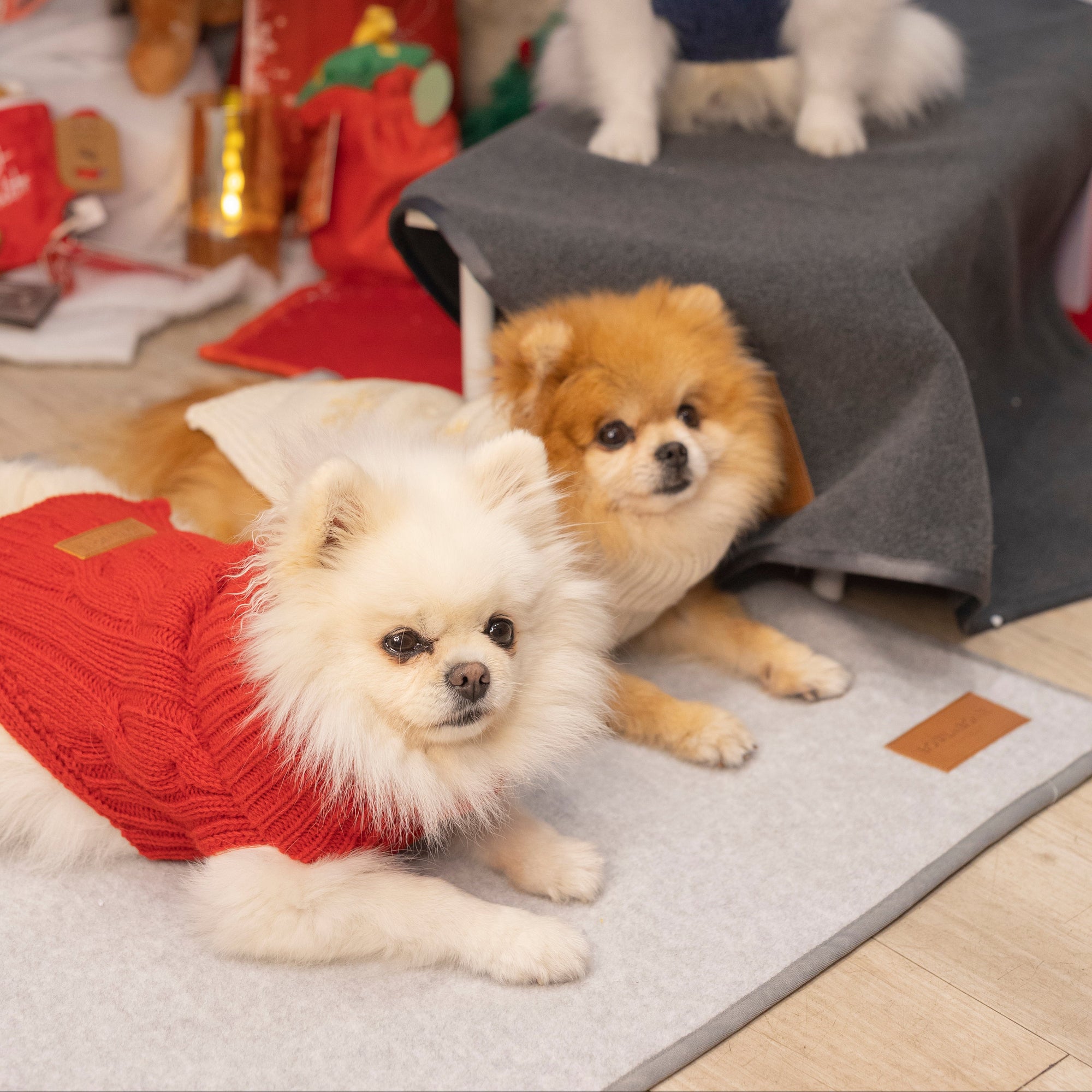 Pull Pour Chien ASPEN Rouge par Bowl &amp; Bone lifestyle 3