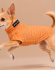 Veste anti UV et insectes pour chien