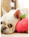 Pomme Printanière Jouet pour Chien