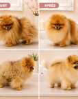 Intense Volume Pack Pomeranian Spitz Treatment by Pom Beauty