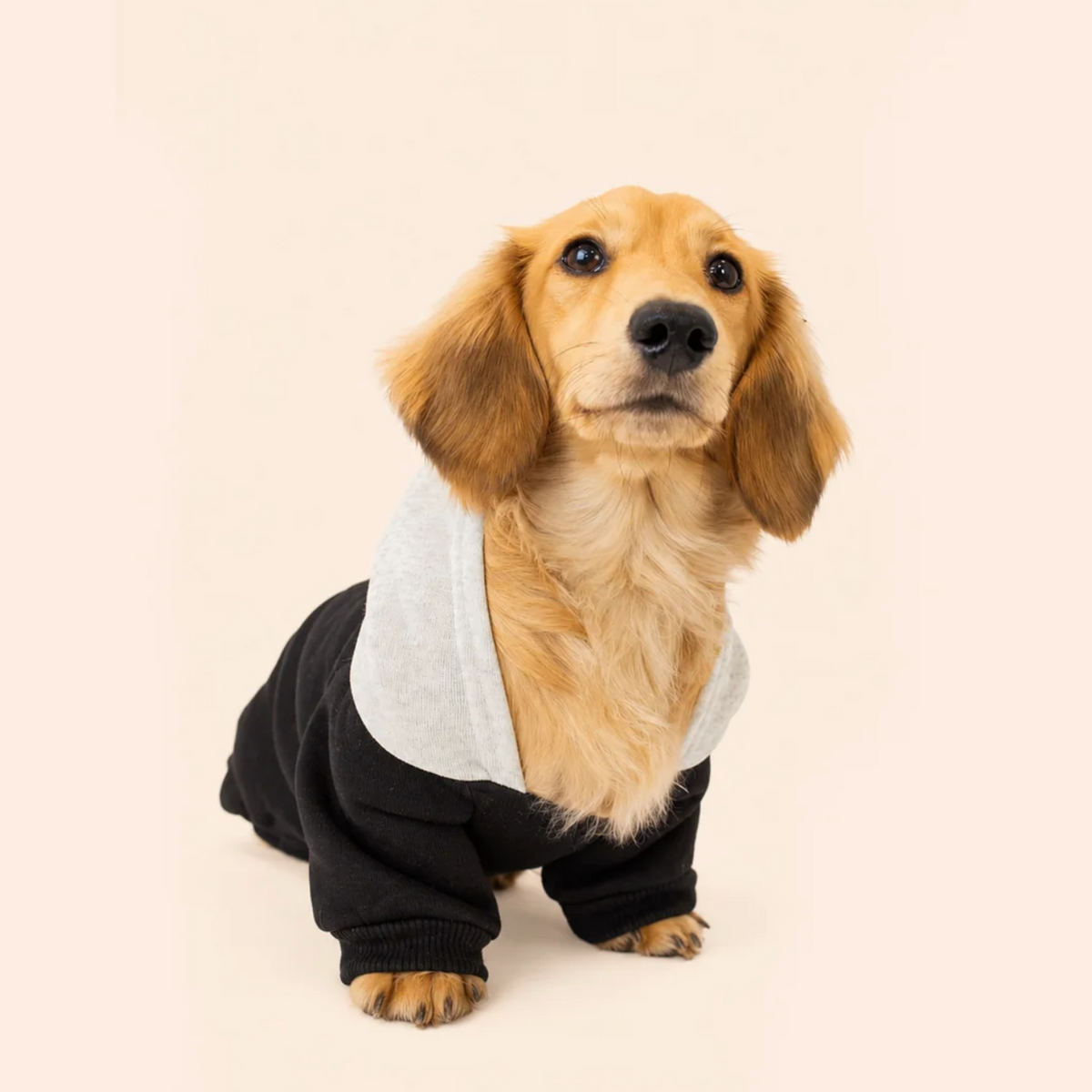 Sweat à Capuche pour Chien Noir &amp; Gris – Élégance Sportive Sohopoms