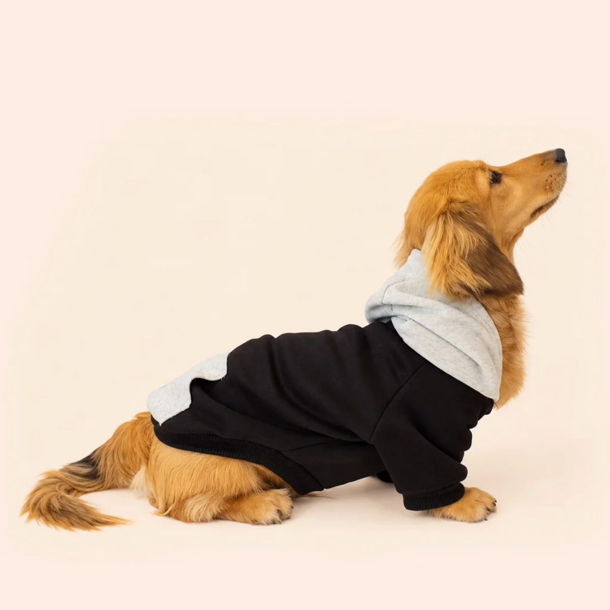 Sweat à Capuche pour Chien Noir &amp; Gris – Élégance Sportive Sohopoms