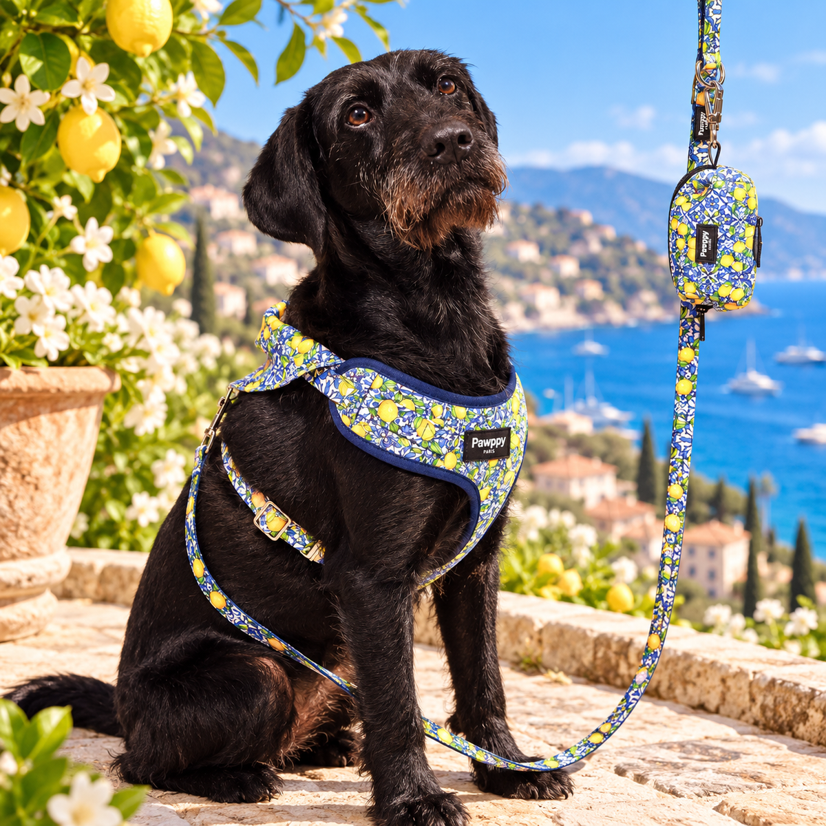 Laisse Amalfi Pawppy Paris