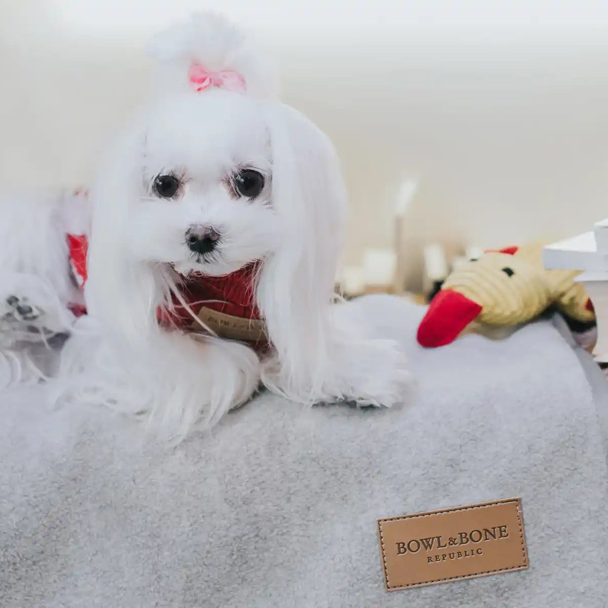 Couverture pour Chien Gris 'Zen' par Bowl&Bone