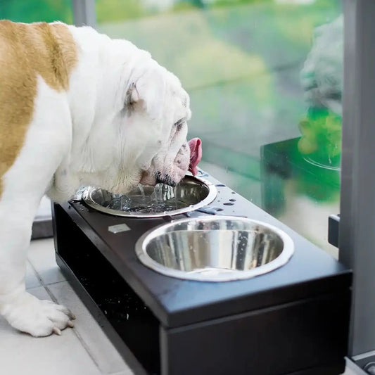 Bol Duo pour Chien 'DELI Chestnut' par Bowl & Bone