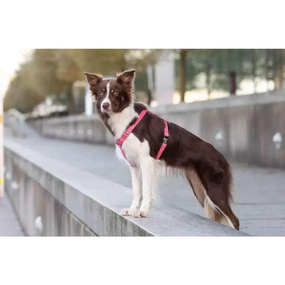 Harnais Chien Confort Duo BLOOM Rouge par Bowl&Bone - Pom D'Azur