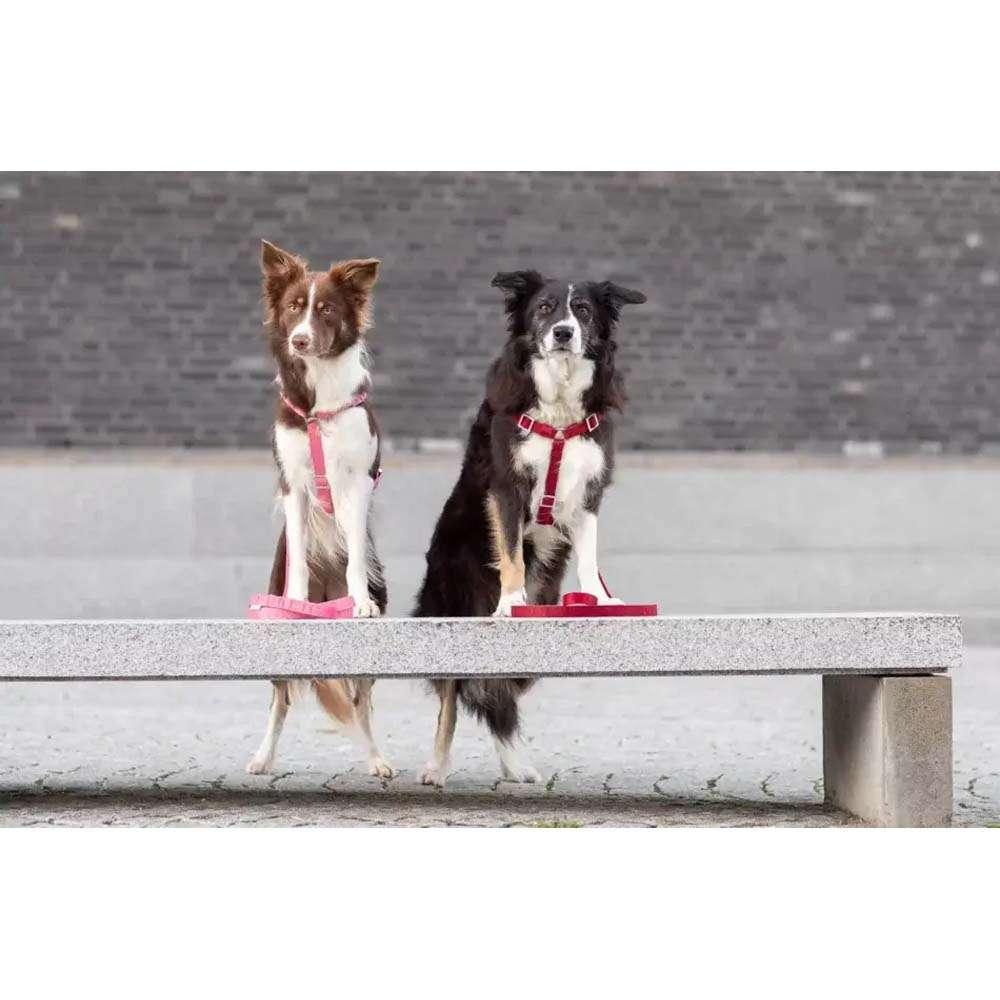 Harnais Chien Confort Duo BLOOM Rouge par Bowl&Bone - Pom D'Azur