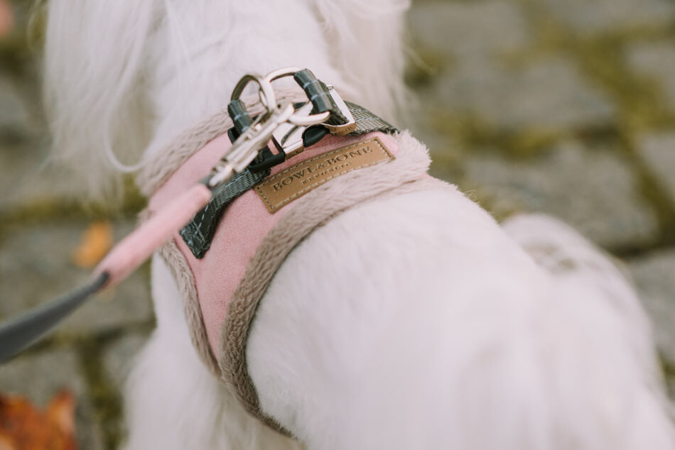 Harnais Chien YETI Rouge par Bowl & Bone