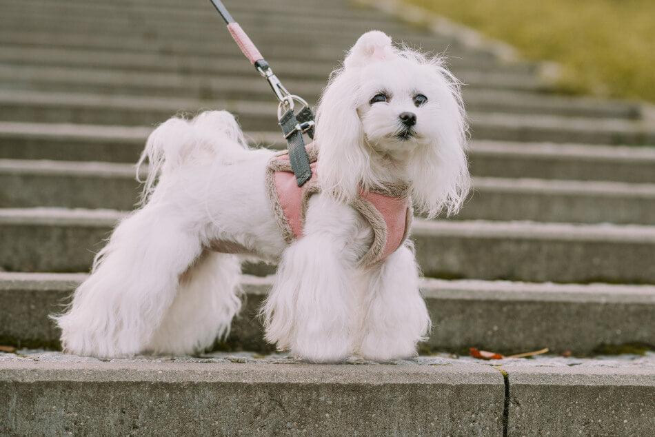 Harnais Chien YETI Bleu par Bowl & Bone - Pom D'Azur