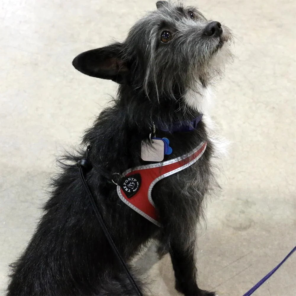 Tre Ponti Easy Fit Liberta Red Harness with No Escape Adjustable Closure - Pom D'Azur
