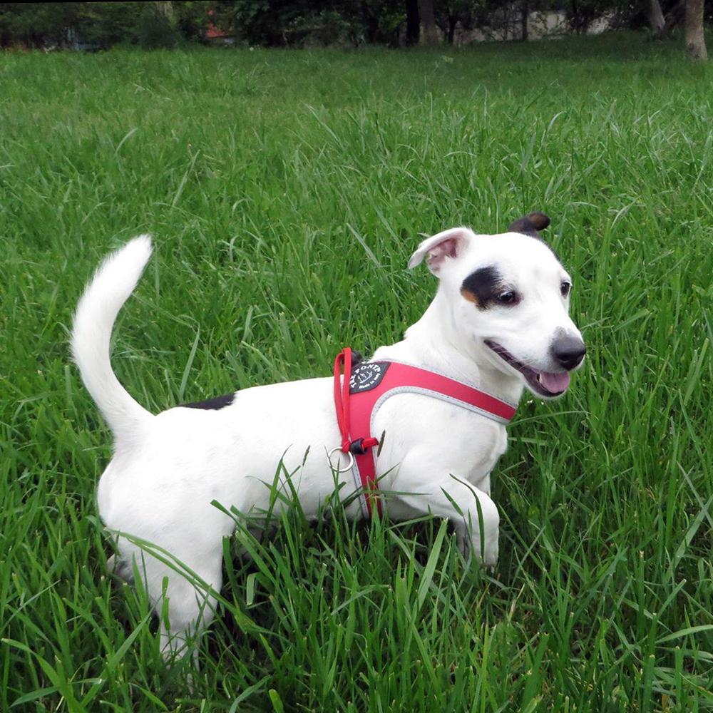 Tre Ponti Easy Fit Liberta Red Harness with No Escape Adjustable Closure - Pom D'Azur