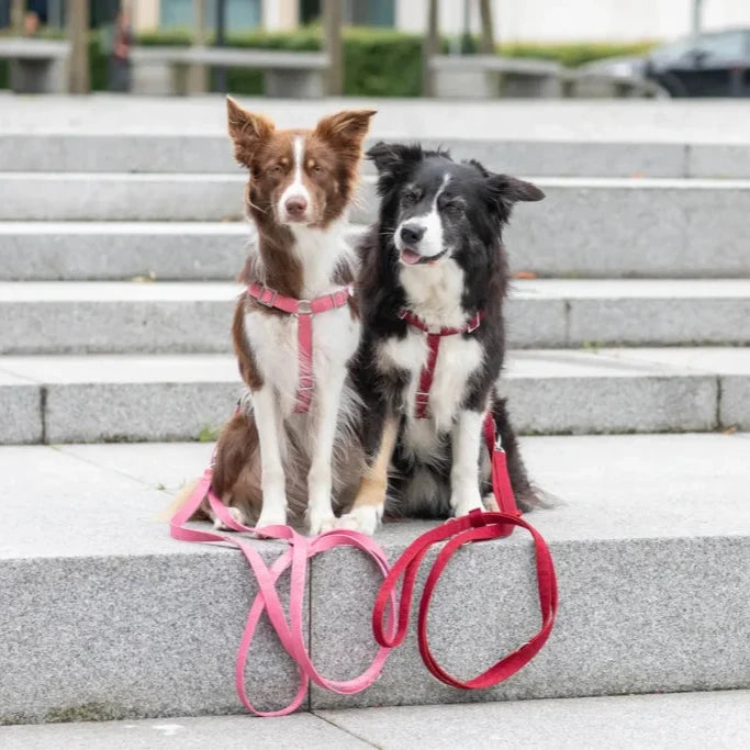 Harnais Chien Confort Duo BLOOM Rouge par Bowl&Bone