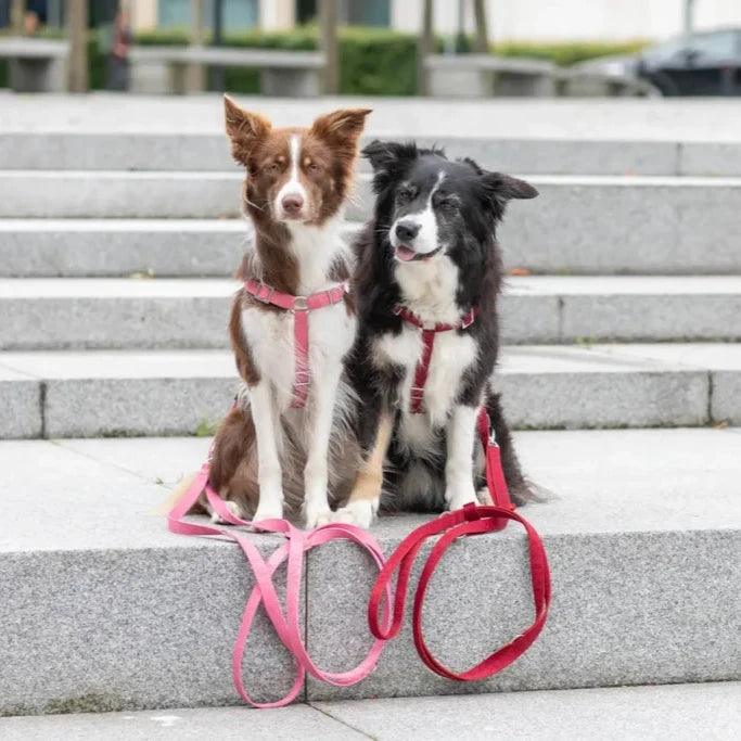 Harnais Chien Confort Duo BLOOM Rouge par Bowl&Bone - Pom D'Azur