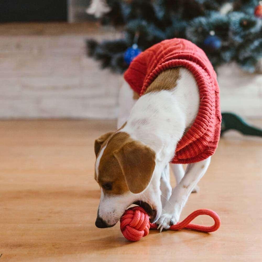 Pull Pour Chien ASPEN Rouge par Bowl & Bone - Pom D'Azur