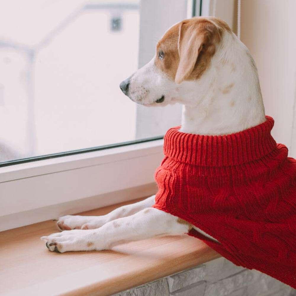 Pull Pour Chien ASPEN Rouge par Bowl & Bone - Pom D'Azur