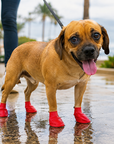 Stivali multicolori per cani PAWZ