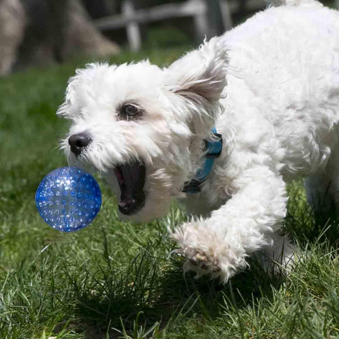 KONG Squeeze Jouet Pour Chien (Lot de 2) - Pom D'Azur