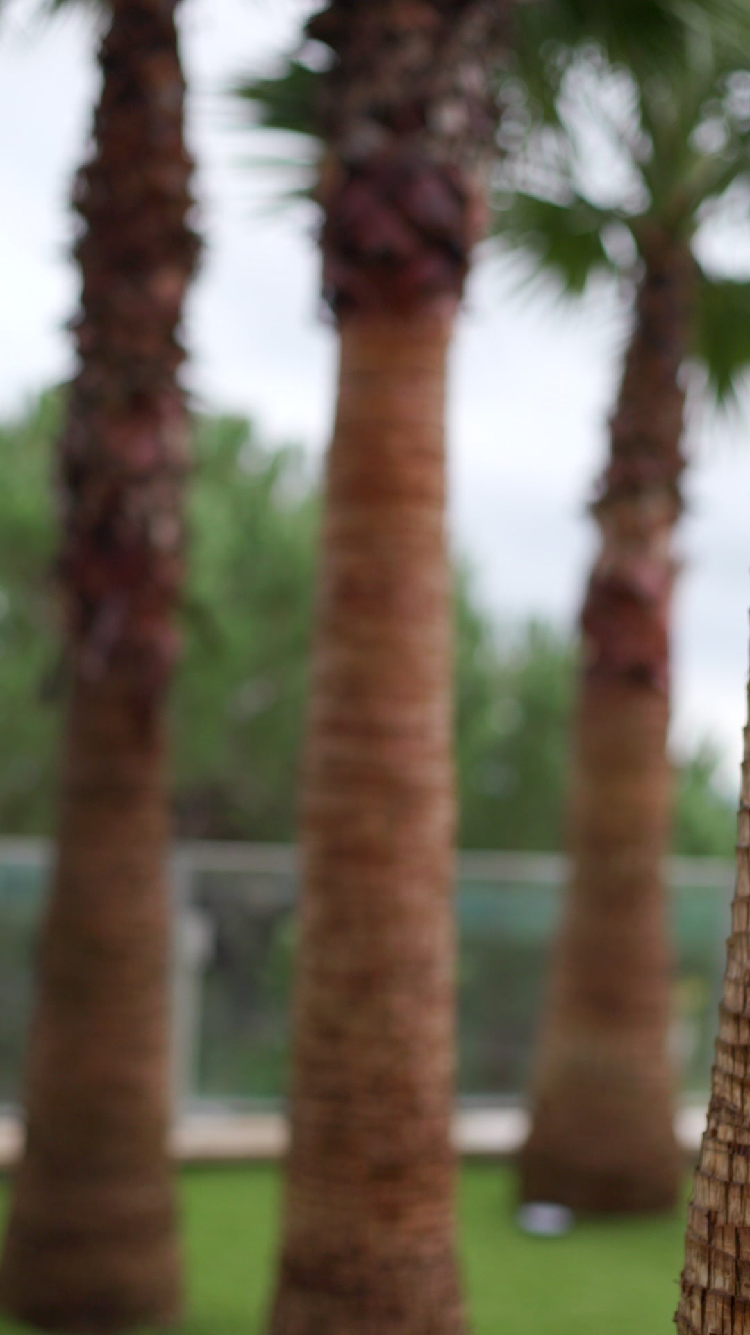 Sac de transport pour petit chien pom d'Azur