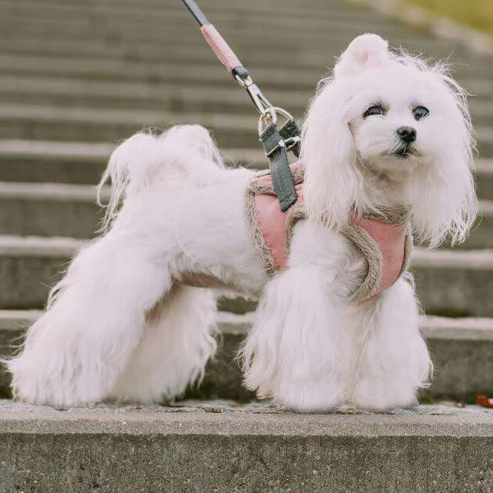 Harnais Chien YETI Rose par Bowl & Bone